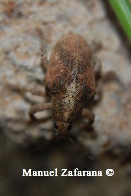 Gonipterus cfr. scutellatus (Curculionidae)